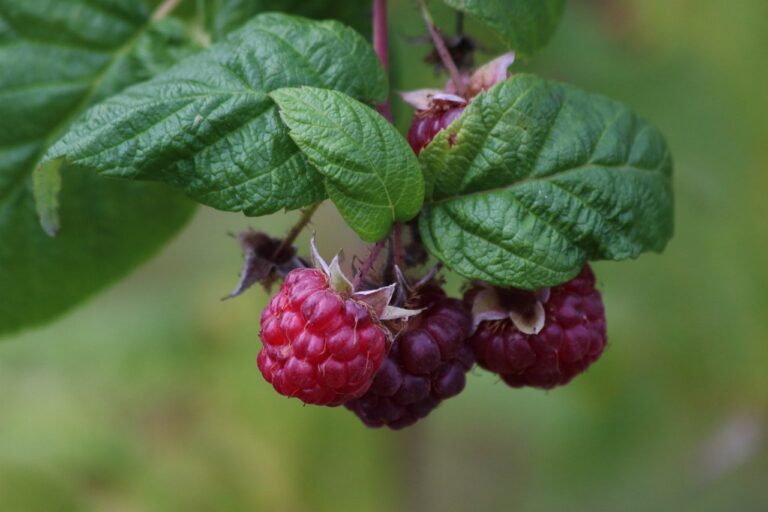 Gardening with Kids: Growing Food and Connection to Nature