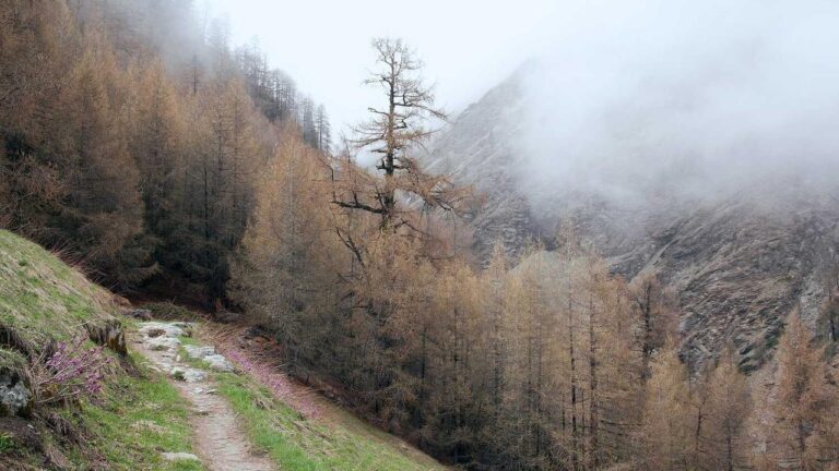 What Is The Process To Create A Cricbet99 Account Online?